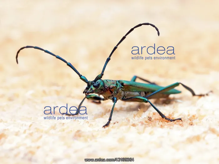 : Musk Beetle (Aromia moschata) : Musk Beetle (Aromia moschata)