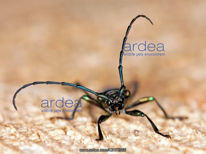: Musk Beetle (Aromia moschata) : Musk Beetle (Aromia moschata)