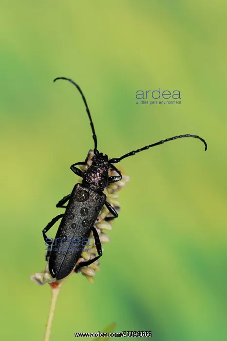 : Musk beetle (Aromia moschata), North Rhine-Westphalia : Musk beetle (Aromia moschata), North Rhine-Westphalia