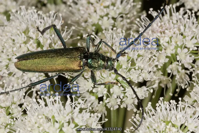 : Musk Beetle - feeding on Angelica flowers : Musk Beetle - feeding on Angelica flowers