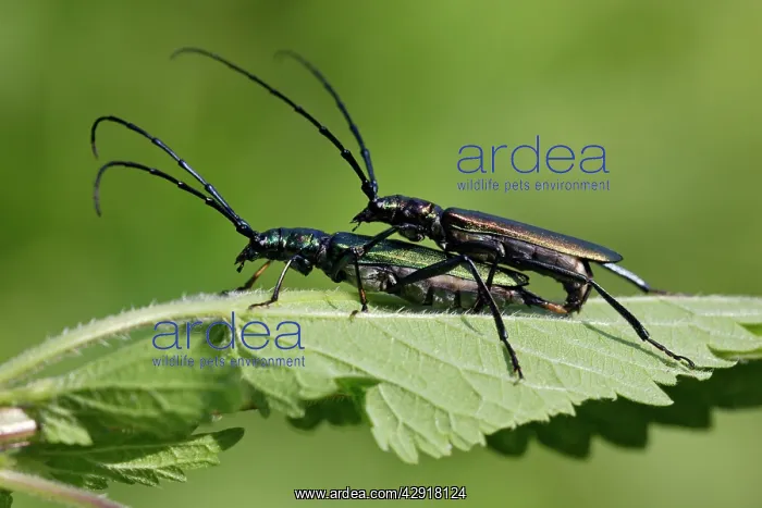 : Musk Beetle - pair mating : Musk Beetle - pair mating