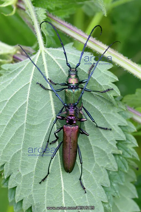 : Musk Beetle - pair mating : Musk Beetle - pair mating
