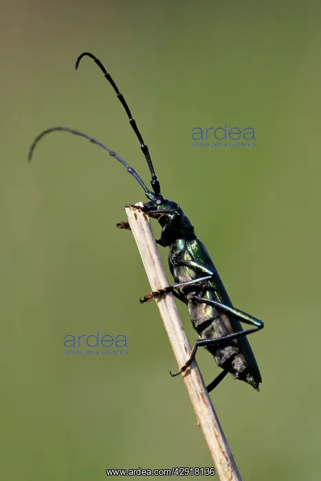 : Musk Beetle - on twig : Musk Beetle - on twig