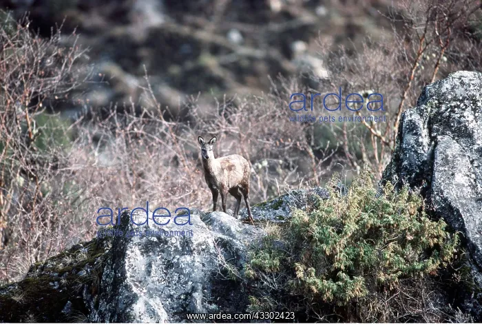 : MUSK DEER : MUSK DEER