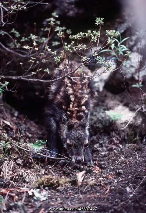 : Musk DEER fawn - in undergrowth : Musk DEER fawn - in undergrowth