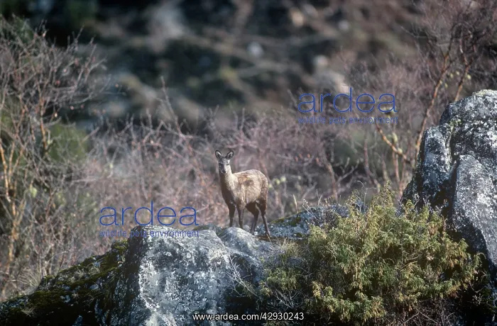 : Musk Deer - female : Musk Deer - female