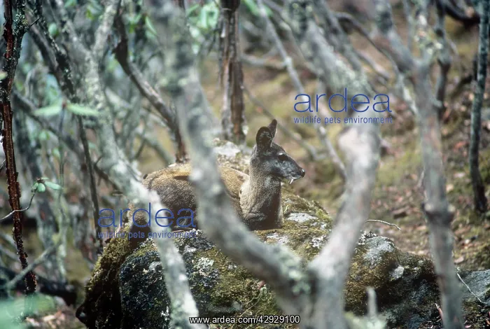 : MUSK DEER - MALE : MUSK DEER - MALE