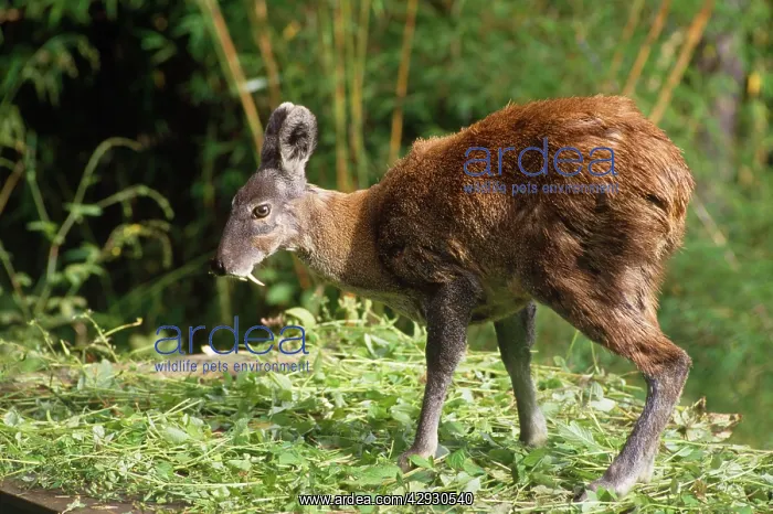 : Musk Deer - male : Musk Deer - male