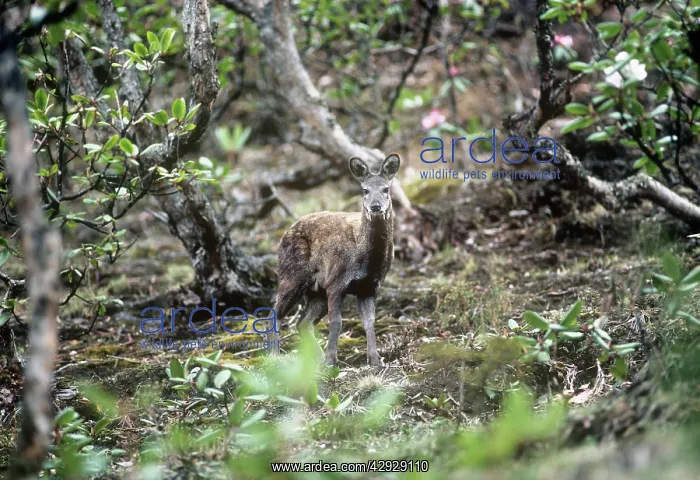 : Musk Deer - in Rhododendron forest : Musk Deer - in Rhododendron forest