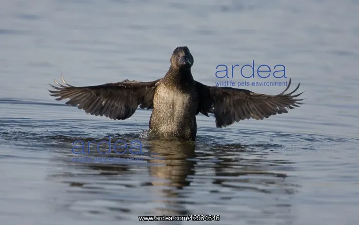 : Musk Duck female - In water with wings outstretched : Musk Duck female - In water with wings outstretched
