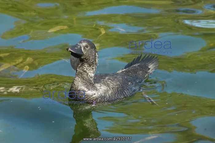 : Musk Duck - male : Musk Duck - male