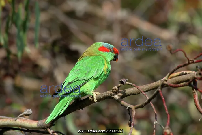 : Musk Lorikeet : Musk Lorikeet