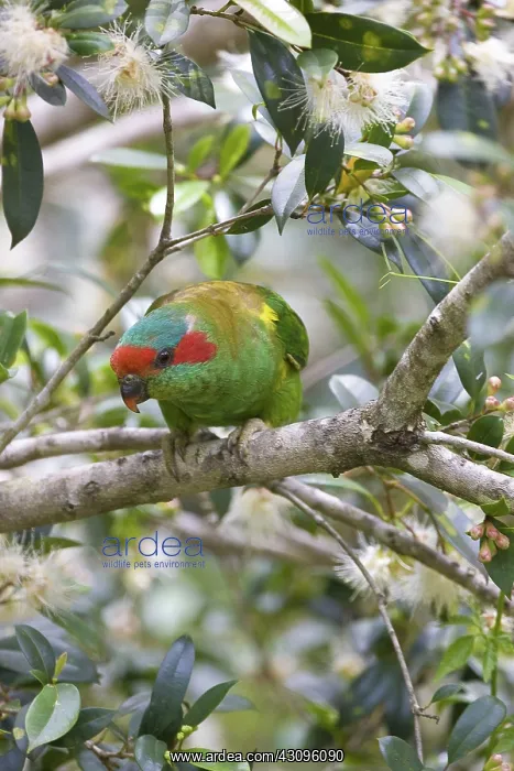 : Musk Lorikeet : Musk Lorikeet