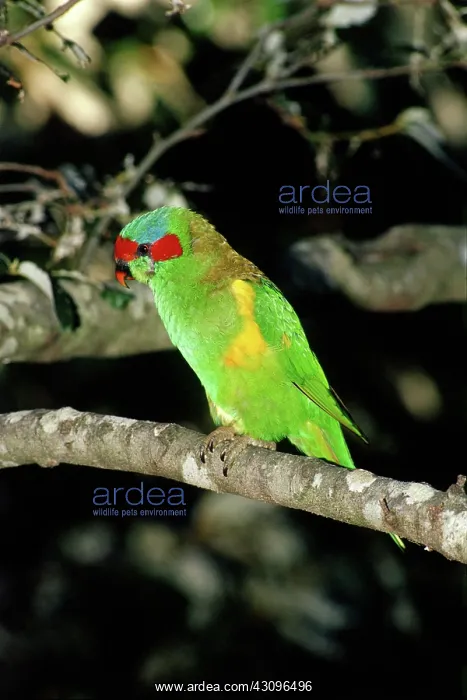 : Musk Lorikeet, Australia : Musk Lorikeet, Australia