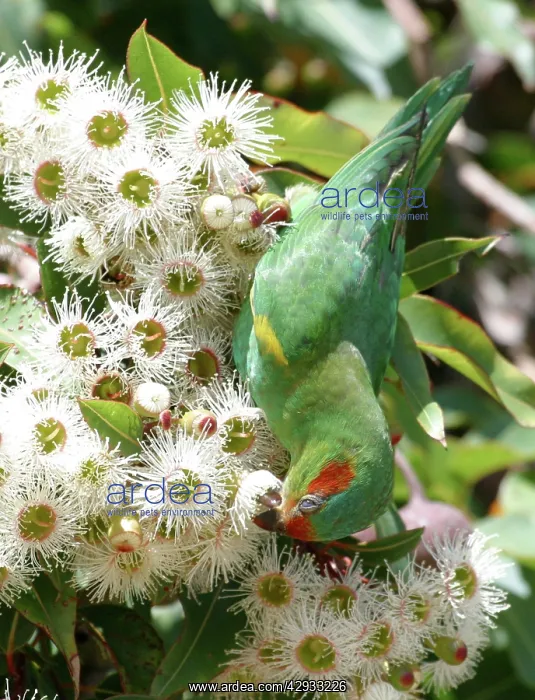 : Musk Lorikeet - Feeding on Eucalypt Flowers : Musk Lorikeet - Feeding on Eucalypt Flowers