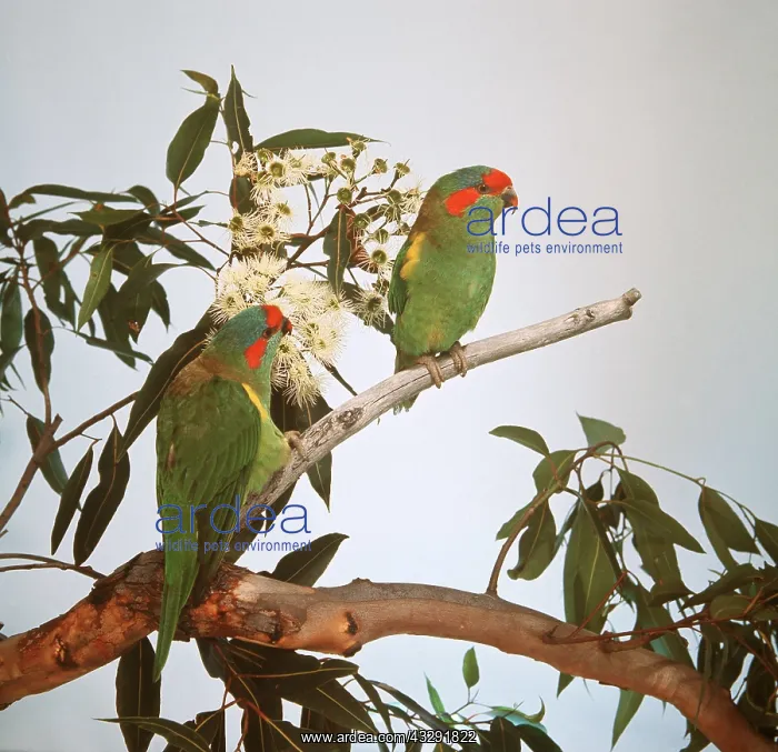 : Musk Lorikeets - pair on branch : Musk Lorikeets - pair on branch