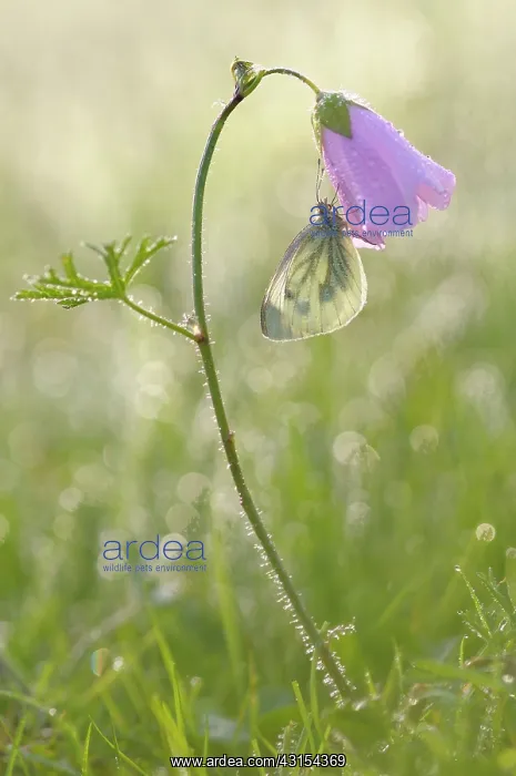 : Musk Mallow : Musk Mallow