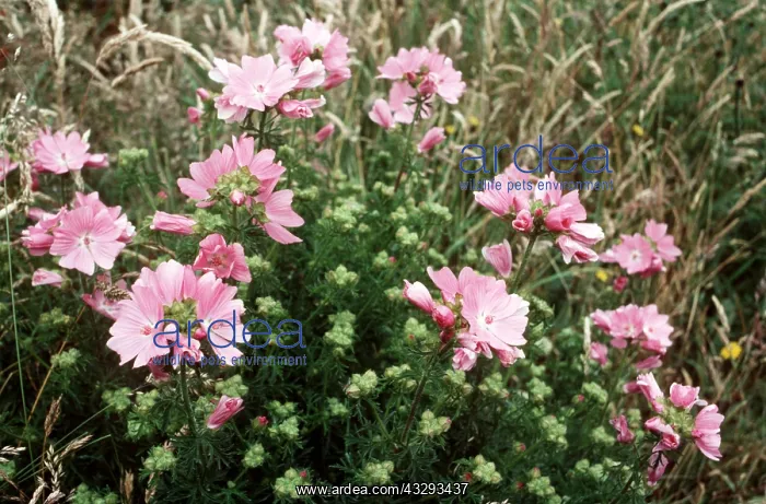 : MUSK MALLOW - in flower pink : MUSK MALLOW - in flower pink