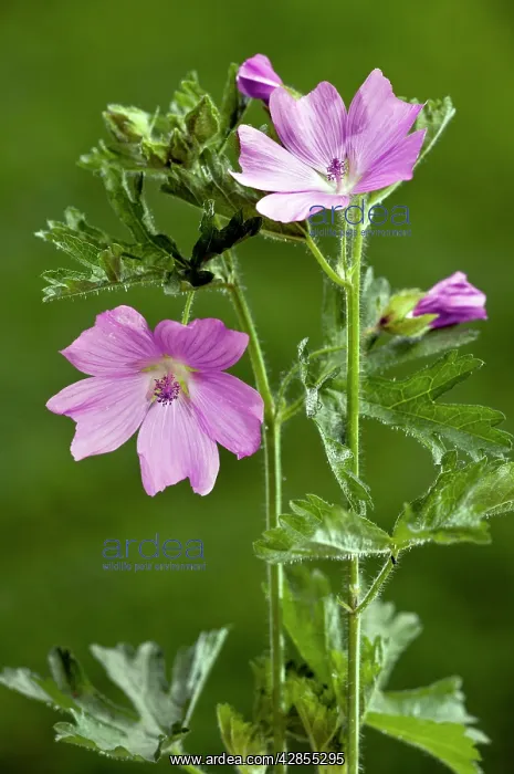 : Musk Mallow - in flower - summer : Musk Mallow - in flower - summer