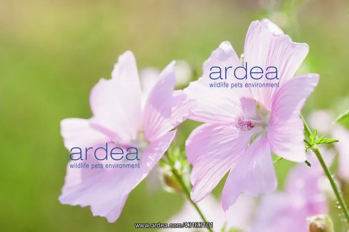 : Musk mallow, Malva moschata, Flowering stems growing : Musk mallow, Malva moschata, Flowering stems growing