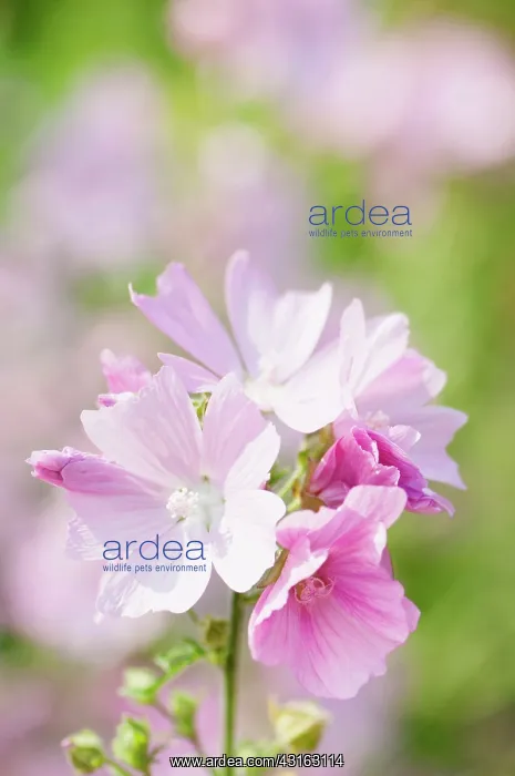 : Musk mallow, Malva moschata, Flowering stems growing : Musk mallow, Malva moschata, Flowering stems growing