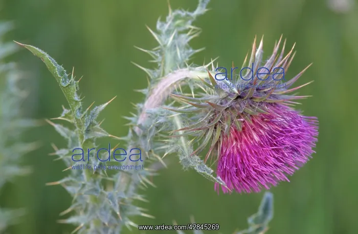: Musk / Nodding Thistle : Musk / Nodding Thistle