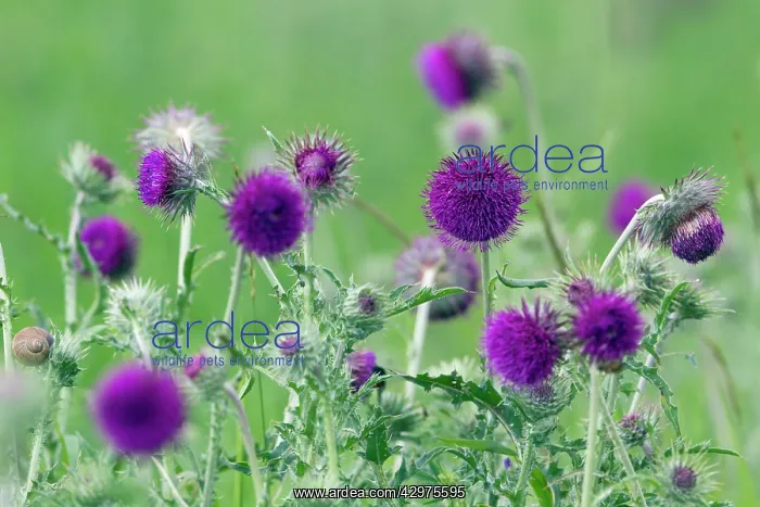 : Musk / Nodding Thistle : Musk / Nodding Thistle