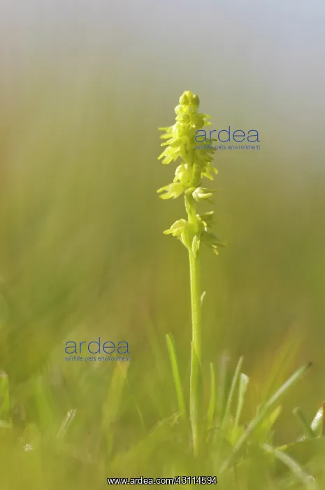 : Musk orchid : Musk orchid