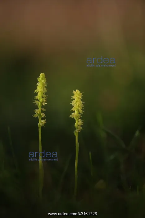  : Musk orchid