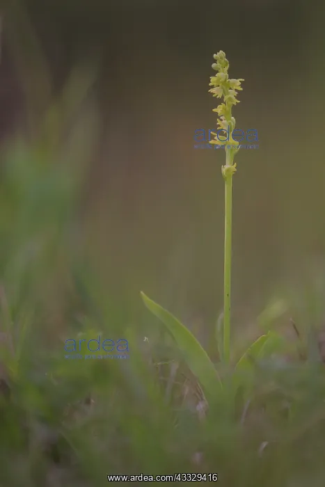: Musk orchid : Musk orchid