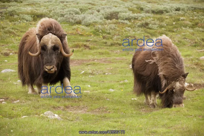 : Musk-ox (Ovibos moschatus). Norway. Only wild mainland herd in Europe : Musk-ox (Ovibos moschatus). Norway. Only wild mainland herd in Europe