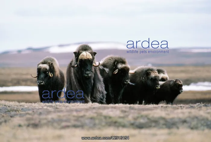  : MUSK OX (Ovibos moschatus)
