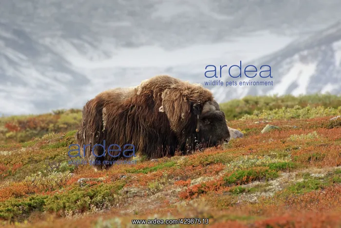 : Musk Ox (Ovibos moschatus). bull on tundra in autumn - Dovrefjell National Park - Norway : Musk Ox (Ovibos moschatus). bull on tundra in autumn - Dovrefjell National Park - Norway