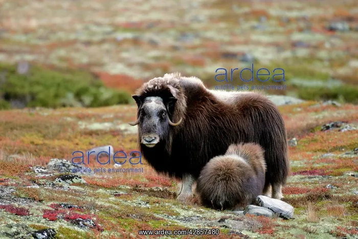 : Musk Ox - adult female with calf suckling milk : Musk Ox - adult female with calf suckling milk