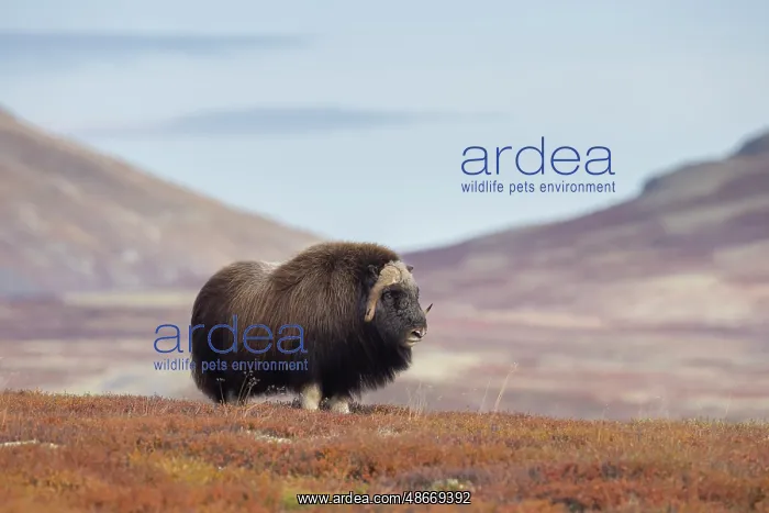 : Musk Ox bull 38 : Musk Ox bull 38