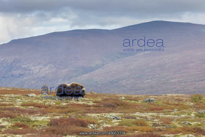 : Musk Ox bull 40 : Musk Ox bull 40