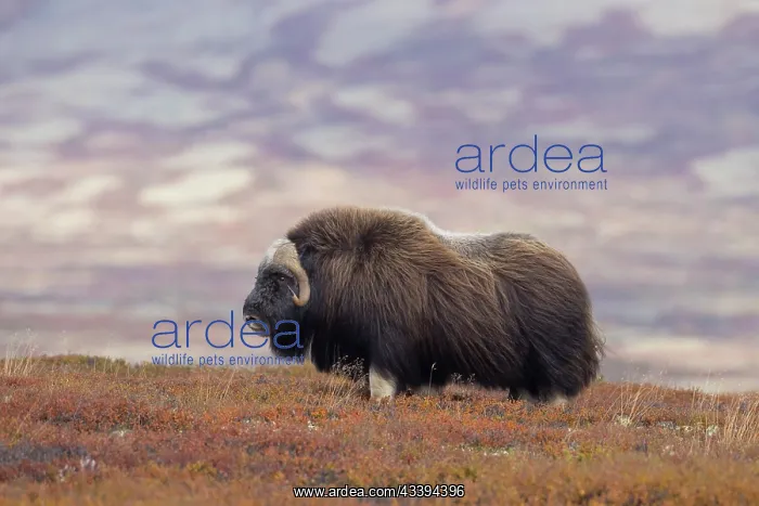 : Musk Ox bull : Musk Ox bull