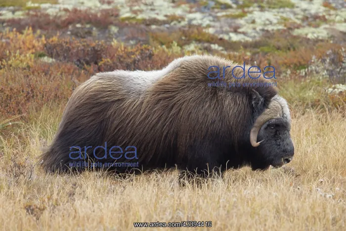 : Musk Ox bull : Musk Ox bull
