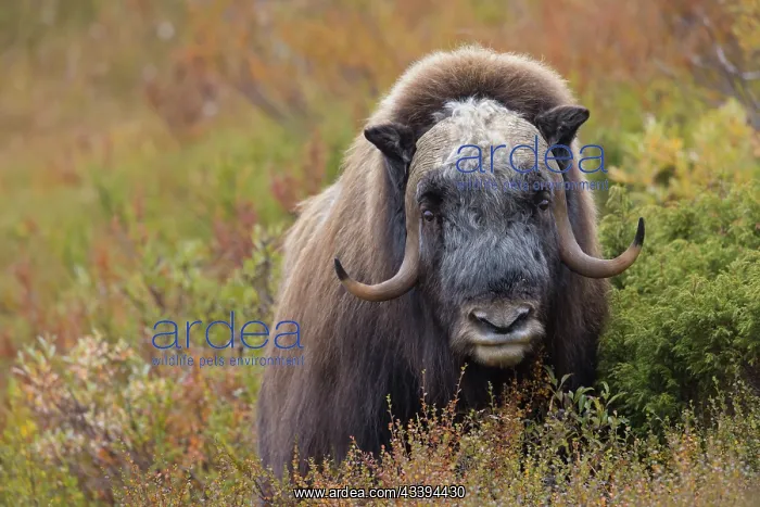 : Musk Ox bull : Musk Ox bull