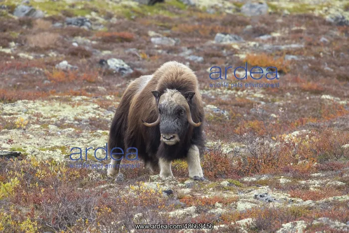 : Musk Ox bull 45 : Musk Ox bull 45