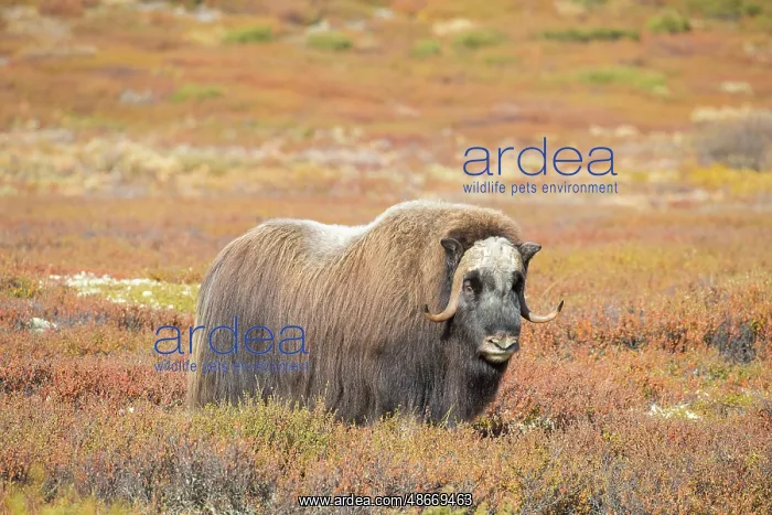 : Musk Ox bull 61 : Musk Ox bull 61