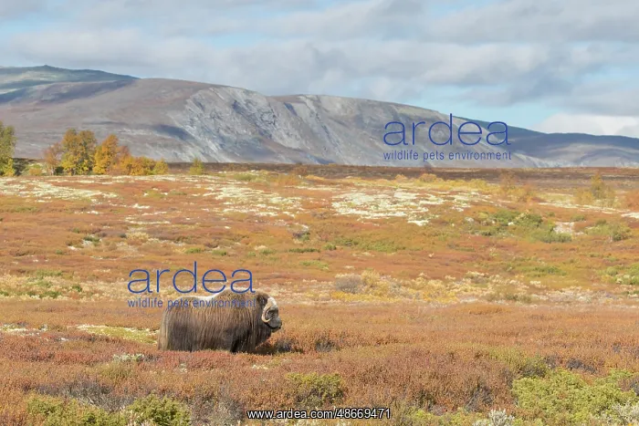 : Musk Ox bull 64 : Musk Ox bull 64
