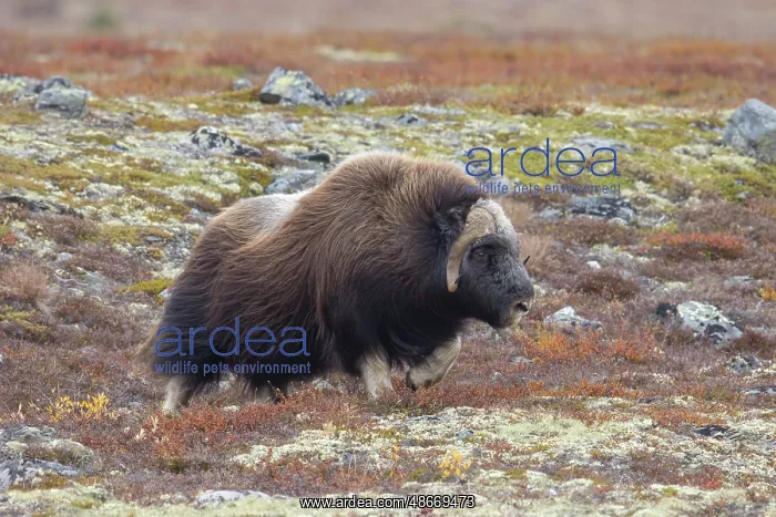  : Musk Ox bull 70