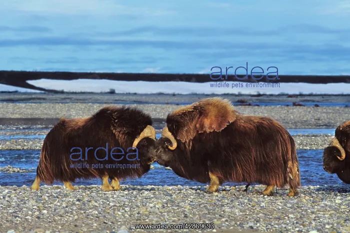 : Musk Ox - bulls butting heads, dominance behavior : Musk Ox - bulls butting heads, dominance behavior