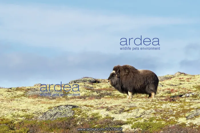  : Musk Ox cow