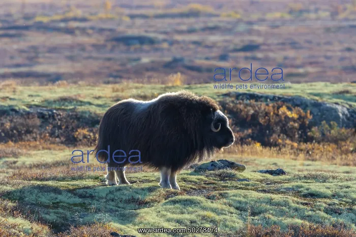 : Musk Ox cow : Musk Ox cow