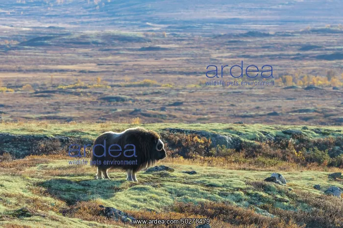 : Musk Ox cow : Musk Ox cow