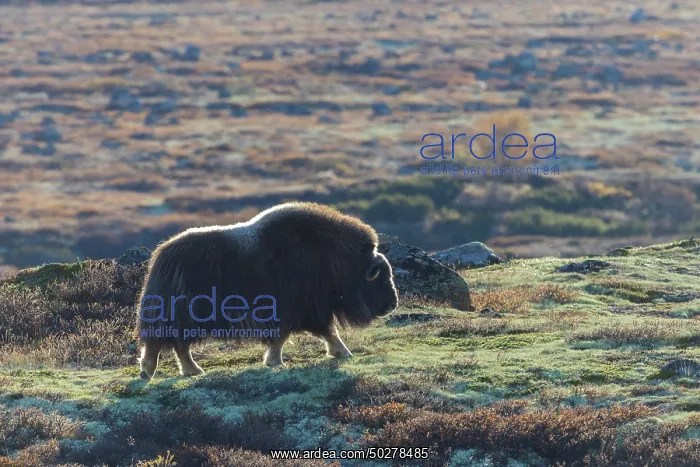 : Musk Ox cow : Musk Ox cow