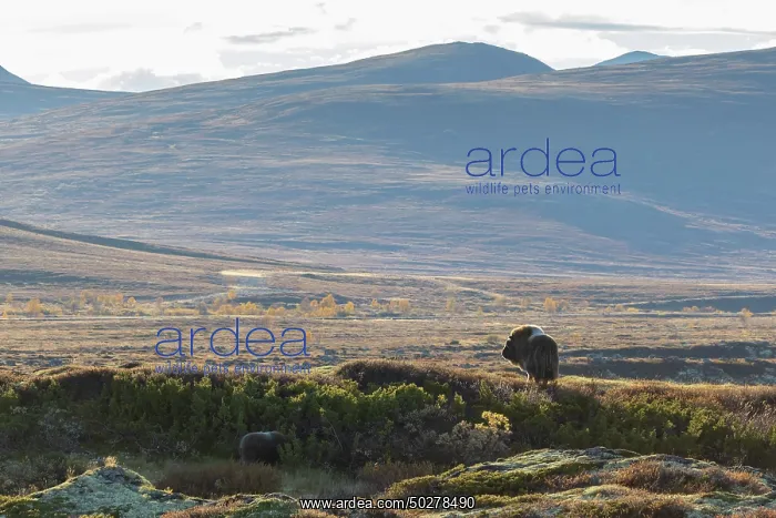 : Musk Ox cow : Musk Ox cow
