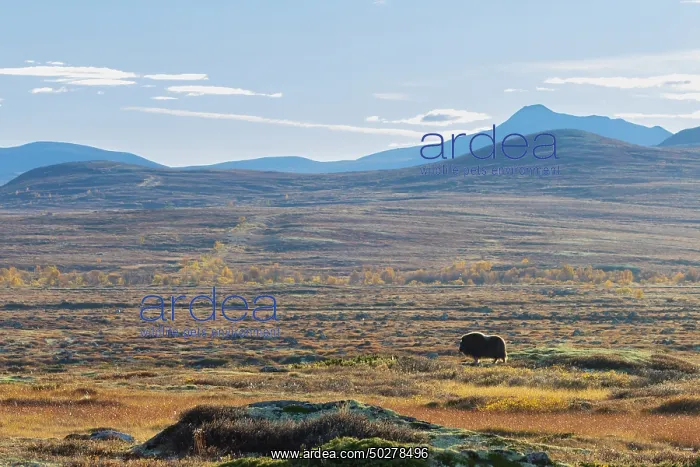  : Musk Ox cow